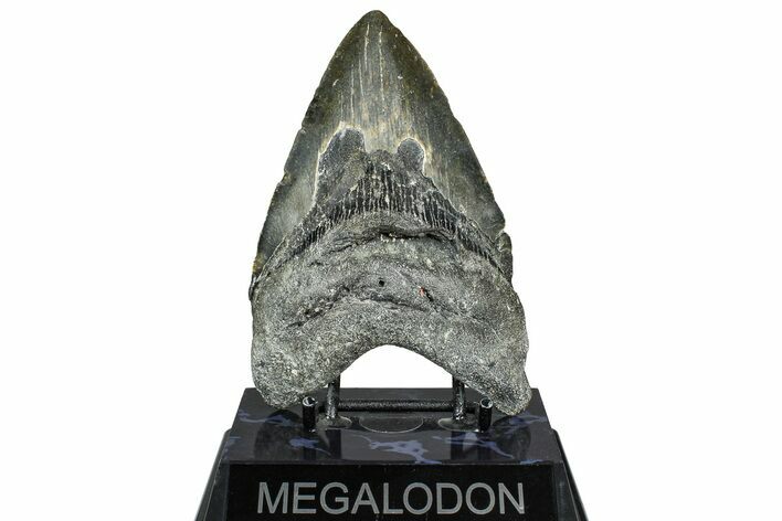Fossil Megalodon Tooth - North Carolina #365011